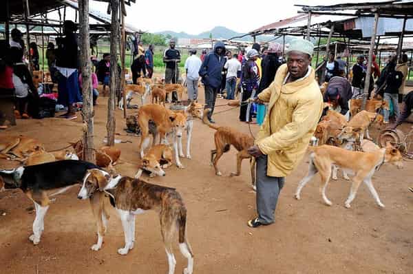 Dog Market Nigeria – The News Nigeria