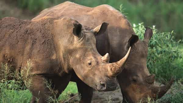 East African Community Urged to Curb Wildlife Crimes