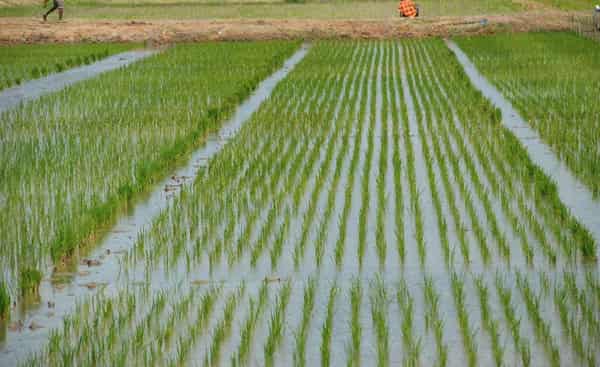 Rice farming