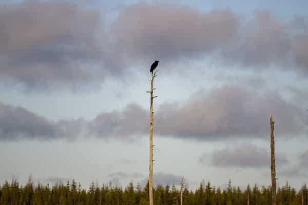 FINLAND-ARCTIC-ENVIRONMENT-NATURE-ANIMAL-CROW