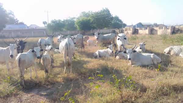 38 cows