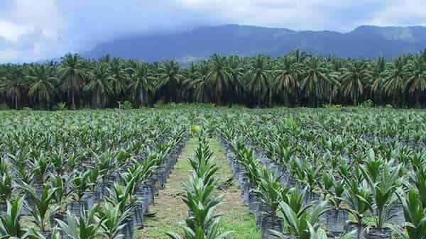 Oil-palm-plantation