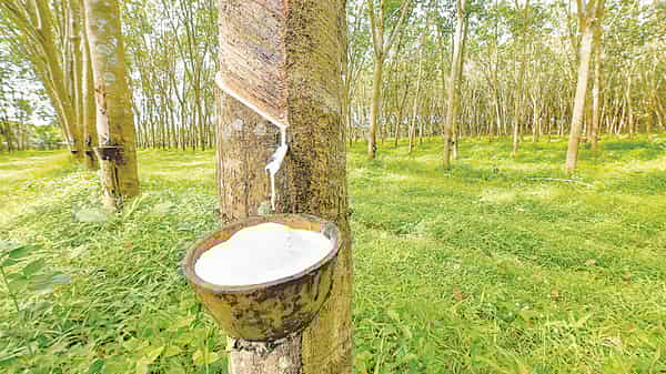 Rubber tree and bowl filled with latex.