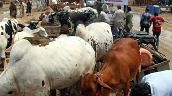 Abia-State-cattle-market