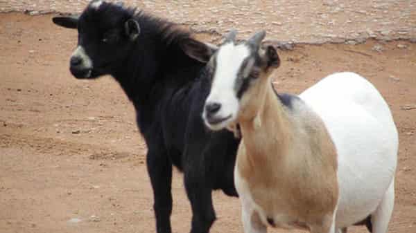 native-goat