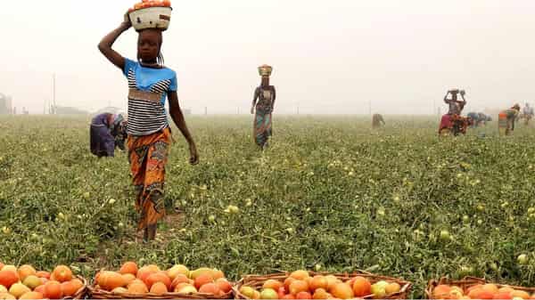 Harvesting-at-Kuda-Gangara-Integrated-Tomato-Farm,-Jigawa-State