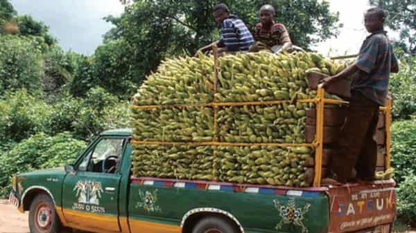 Fresh corn in transist