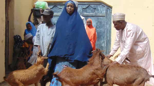 Sokoto red goat