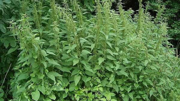 Stinging-nettle