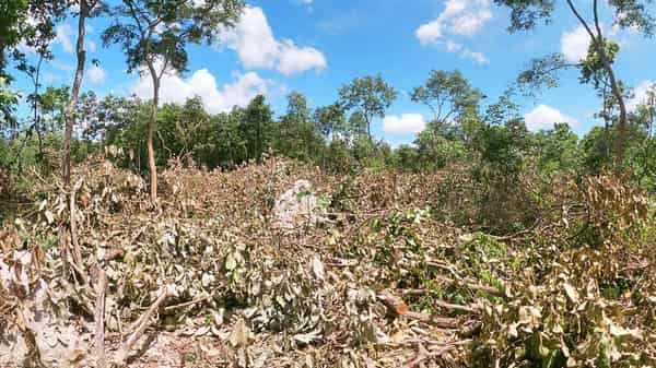 CAMBODIA-ENVIRONMENT-WILDLIFE