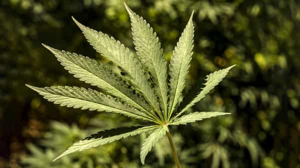 FILES-GERMANY-HEALTH-POLITICS