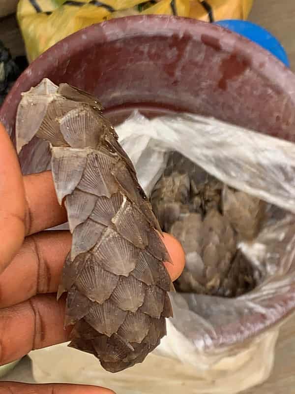 Pangolin scales