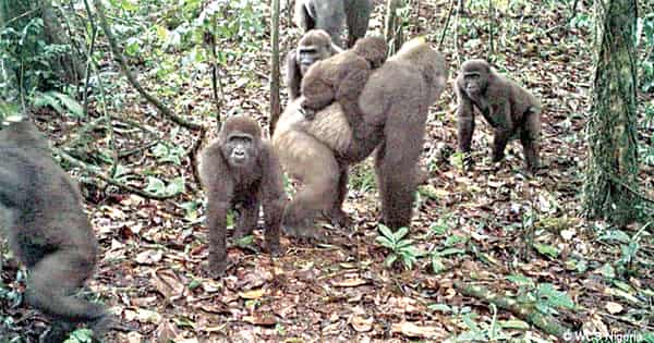 cross-river-gorilla-