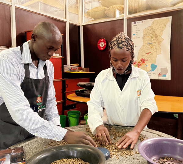 Coffee with a human face: A union that improves livelihoods for Ugandan farmers