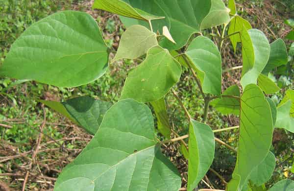 Gmelina_arborea_plant