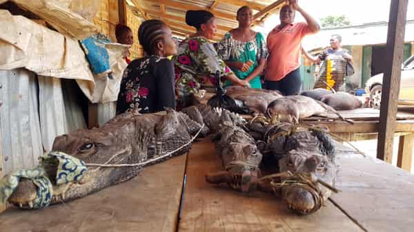 bushmeat consumption