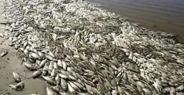 93409431_856973451435269_4509218651479474176_n