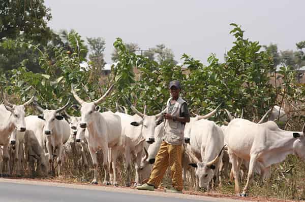 Fulani-grazing