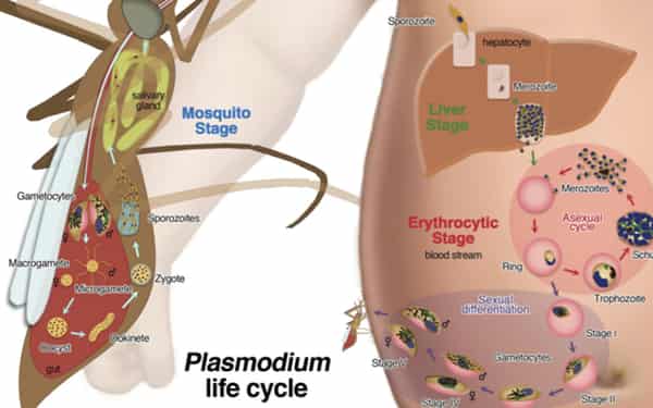 Malaria-scientists-Copy
