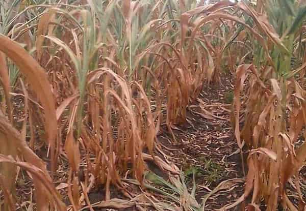 FB_IMG_1722996552975