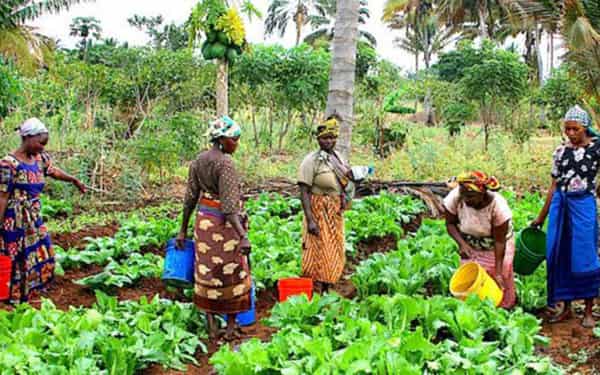 Family-Farming-image