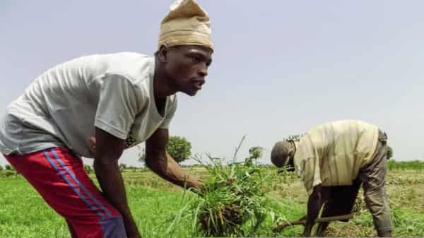 Farmers working on a plantation