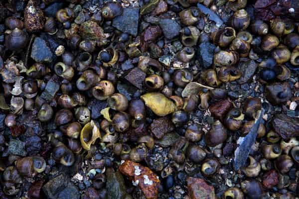 periwinkles