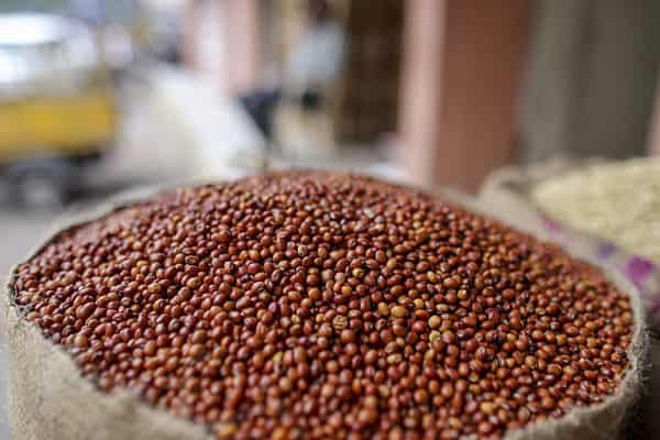 pigeon-pea-