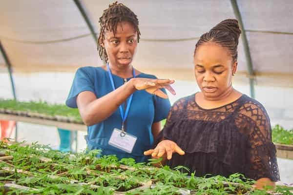 Dr. Mercy Diebiru-Ojo, has said that a formal seed system will continue to thrive as long as farmers still depend on seeds for planting.