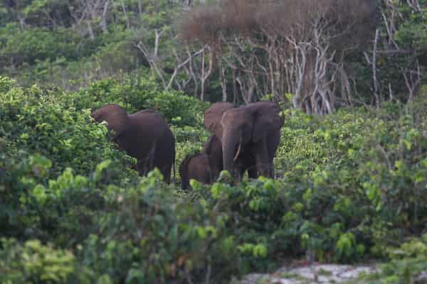 FILES-GABON-CONSERVATION-ELEPHANTS