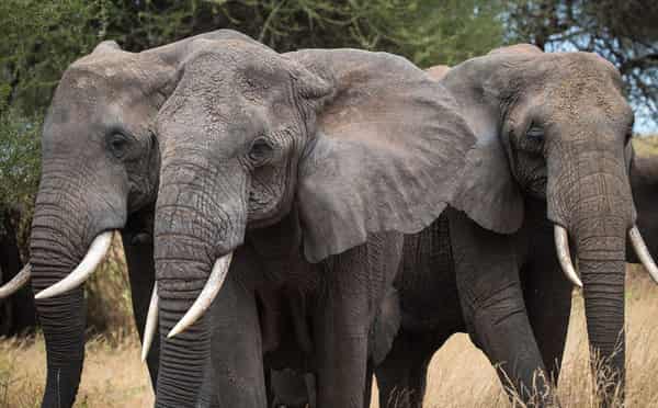 African Elephants