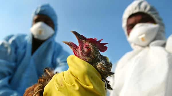 Avian Influenza