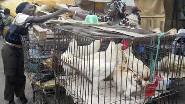 Chicken-market-pix