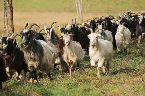 HD_Chèvre_des_Pyrénées-04