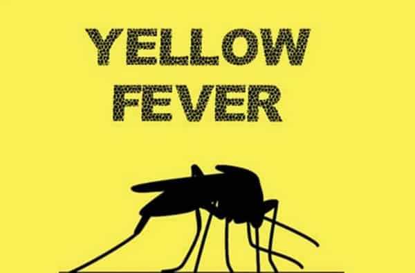 Yellow-Fever