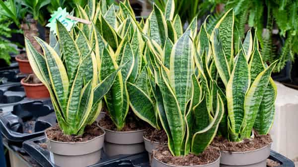 Snake plant