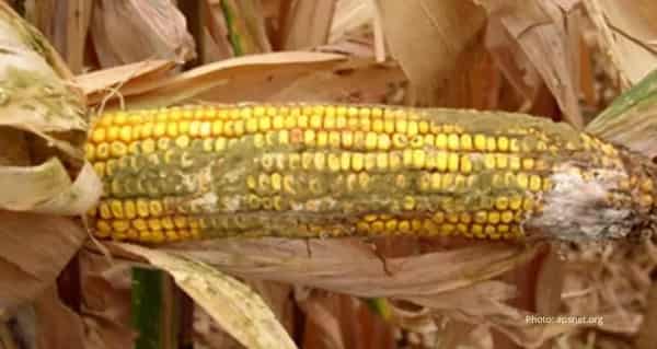 Aflatoxins-infested maize pix