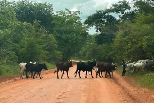Un troupeau sur la route.jpg