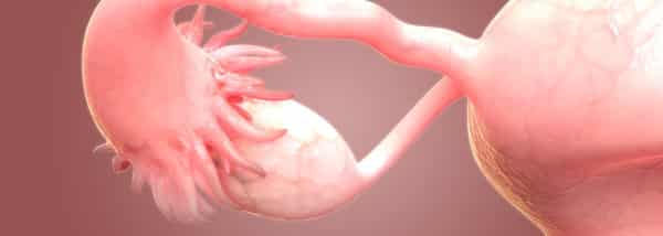 ovary-size-1400×500