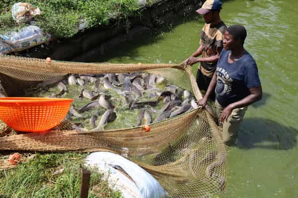 Fish farmers at work(1)