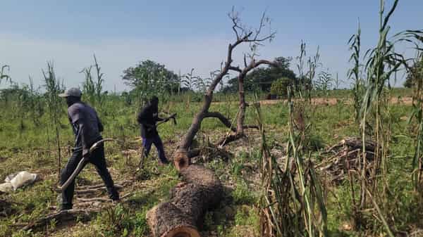 Some locals cutting an African Locust Tree fell down as part of a forest clearance campaign against armed bandits’ attack in Gwadoddi community, Sokoto, Nigeria. Credit: Tunde Omolehin