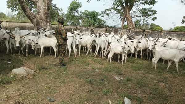 The Nigeria Army  have dislodged armed criminals and recovered 91 rustled cattle in Southern Taraba