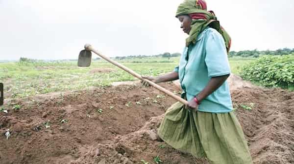 A woman working in a farm