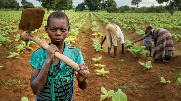 girl-child farm labour