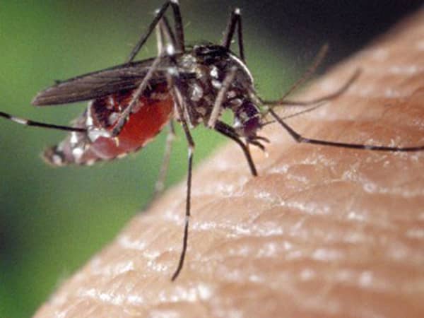 Mosquito-biting-blog.smu.edu