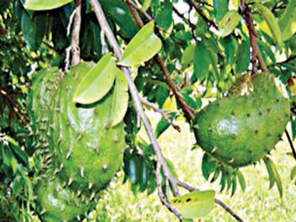 Soursop