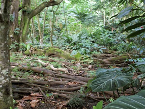 sambisa-africanhadithi