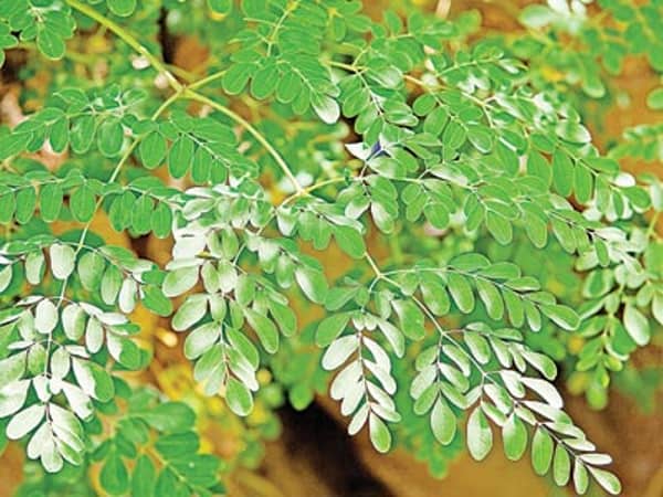 Moringa-oleifera-Copy