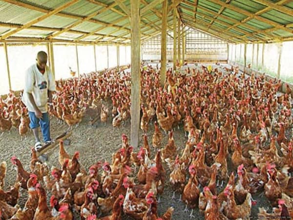 Poultry-PIX-1–11-7-15-Copy