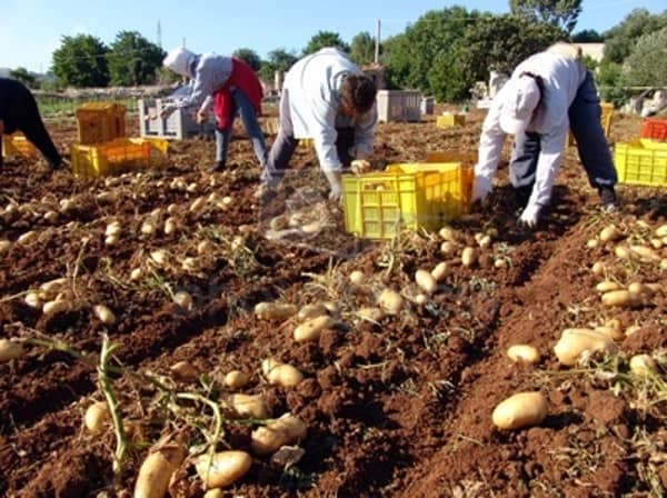 potato-farming